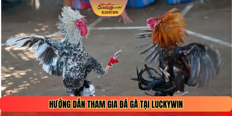 Hướng dẫn tham gia Đá gà tại Luckywin
