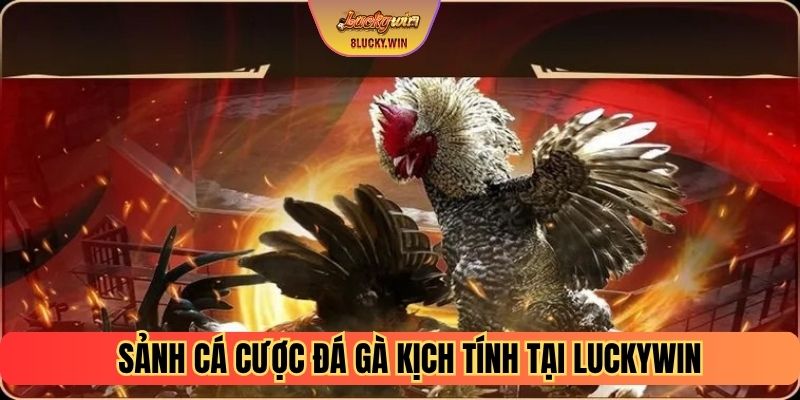 Sảnh cá cược đá gà kịch tính tại Luckywin